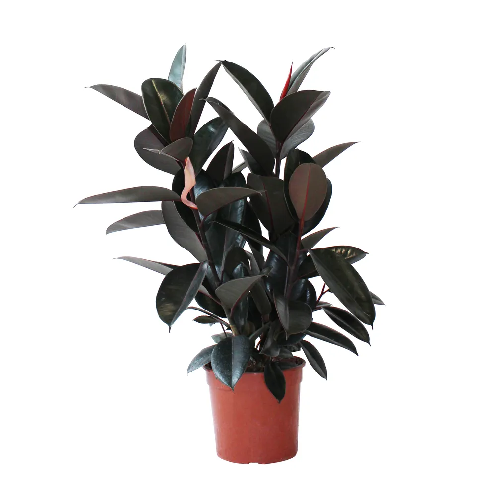 Ficus Elastica Robusta ramifié H85cm : pot D21cm