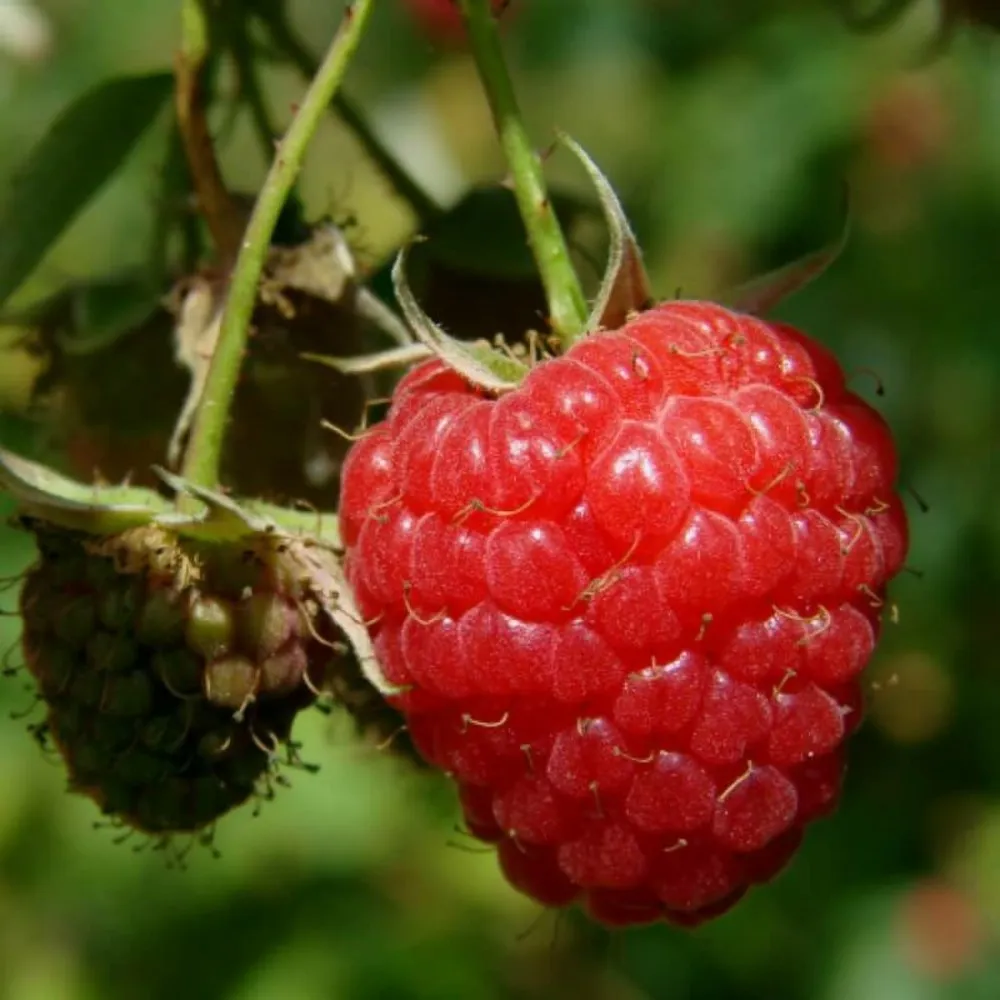 Framboisier rouge 'malling promise' - conteneur 1,5l